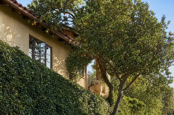 Dense ivy on a slope and a tree limb touching the tile roofline of a hillside home