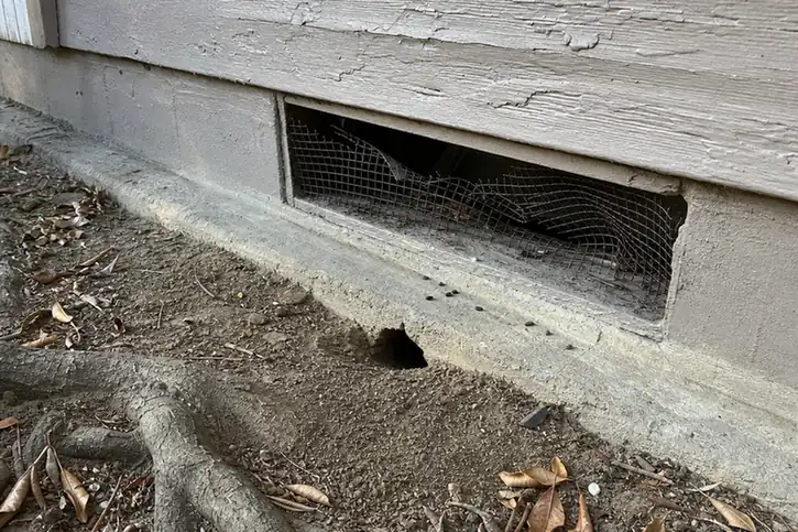 Torn foundation vent screen on a raised foundation older bungalow with a rodent burrow in the soil below