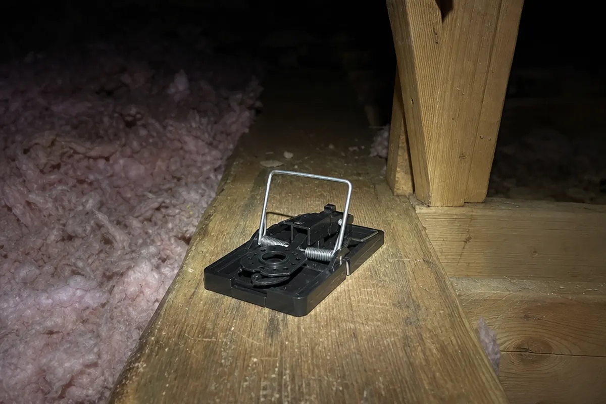 Snap trap set along an attic runway beside a joist during rat removal